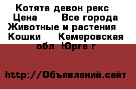 Котята девон рекс › Цена ­ 1 - Все города Животные и растения » Кошки   . Кемеровская обл.,Юрга г.